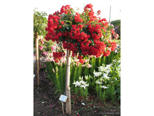 � 140 Sommerabend.jpg