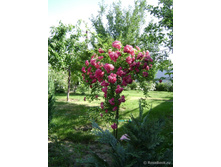 � 140 Super Excelsa.jpg