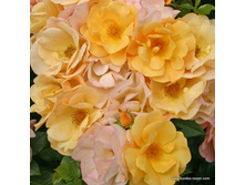 Portoroz ������� 2015�