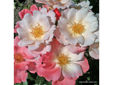 Roseromantic ������� 2015�.jpg