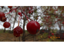 DSC00378.JPG