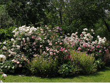 Herkules � ��������.jpg