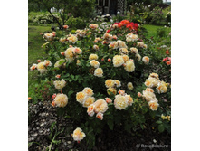 Caramella ��� �� (����)