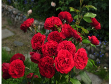 Out of Rosenheim.jpg