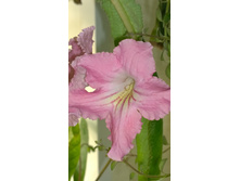 DS-�����-�����