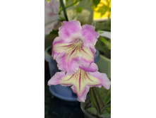 DS-��-����