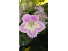 DS-��-����