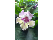 MJ-��������� �����