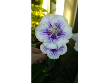 UA-�����������