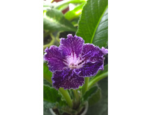 UA-������ �������