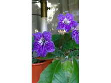 �������� �����