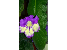 DS-������