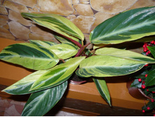 ��������� ���������� ( Horticolor) - 250- 350  ���.