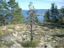 ���� 293.jpg