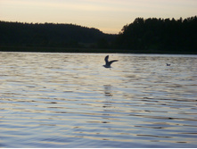 ���� 340.jpg