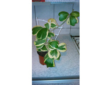 hoya kerrii albomarginata