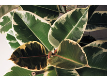 ����� ������ ( Ficus elastica Tineke) - 350 ���.