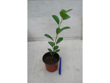 ����� ���������� Moclame-200�