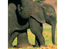 ����������� ����� ���. 7156