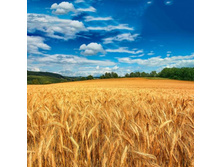 ������ ���. 7223