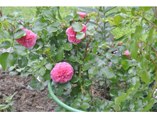 ����������� 016.jpg