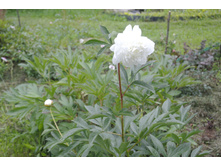 ����������� 018.jpg