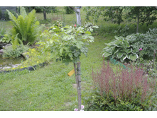 ����������� 019.jpg