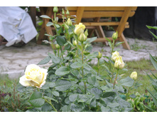 ����������� 021.jpg