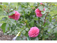 ����������� 023.jpg