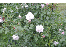 ����������� 024.jpg