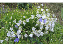 ����������� 029.jpg