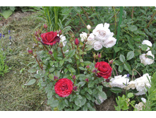 ����������� 030.jpg