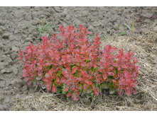 ����������� 034.jpg