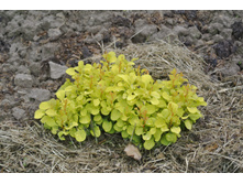 ����������� 035.jpg