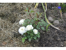 ����������� 036.jpg