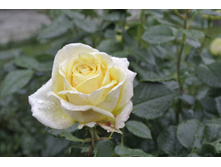 ����������� 022.jpg