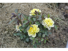 ����������� 037.jpg