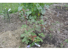 ����������� 039.jpg