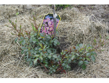 ����������� 038.jpg