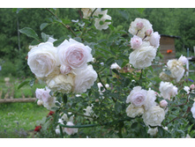 ����������� 042.jpg