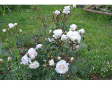 ����������� 043.jpg