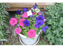 ����������� 047.jpg