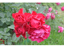 ����������� 050.jpg