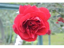 ����������� 052.jpg