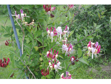 ����������� 053.jpg