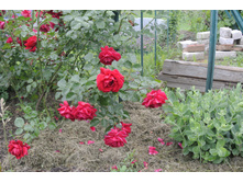 ����������� 061.jpg