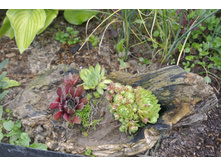 ����������� 062.jpg