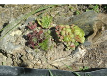 ����������� 117.jpg