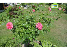 ����������� 349.jpg