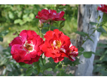 ����������� 354.jpg